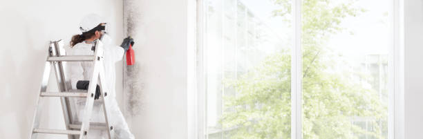 Best Mold Removal for HVAC Installations  in Welch, WV