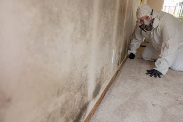 Best Black Mold Removal  in Welch, WV